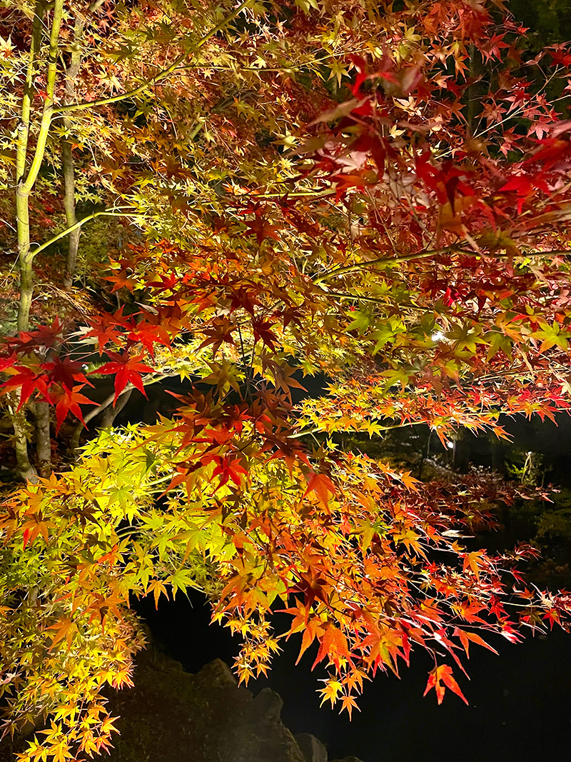 亥之吉おすすめ、秋の京都